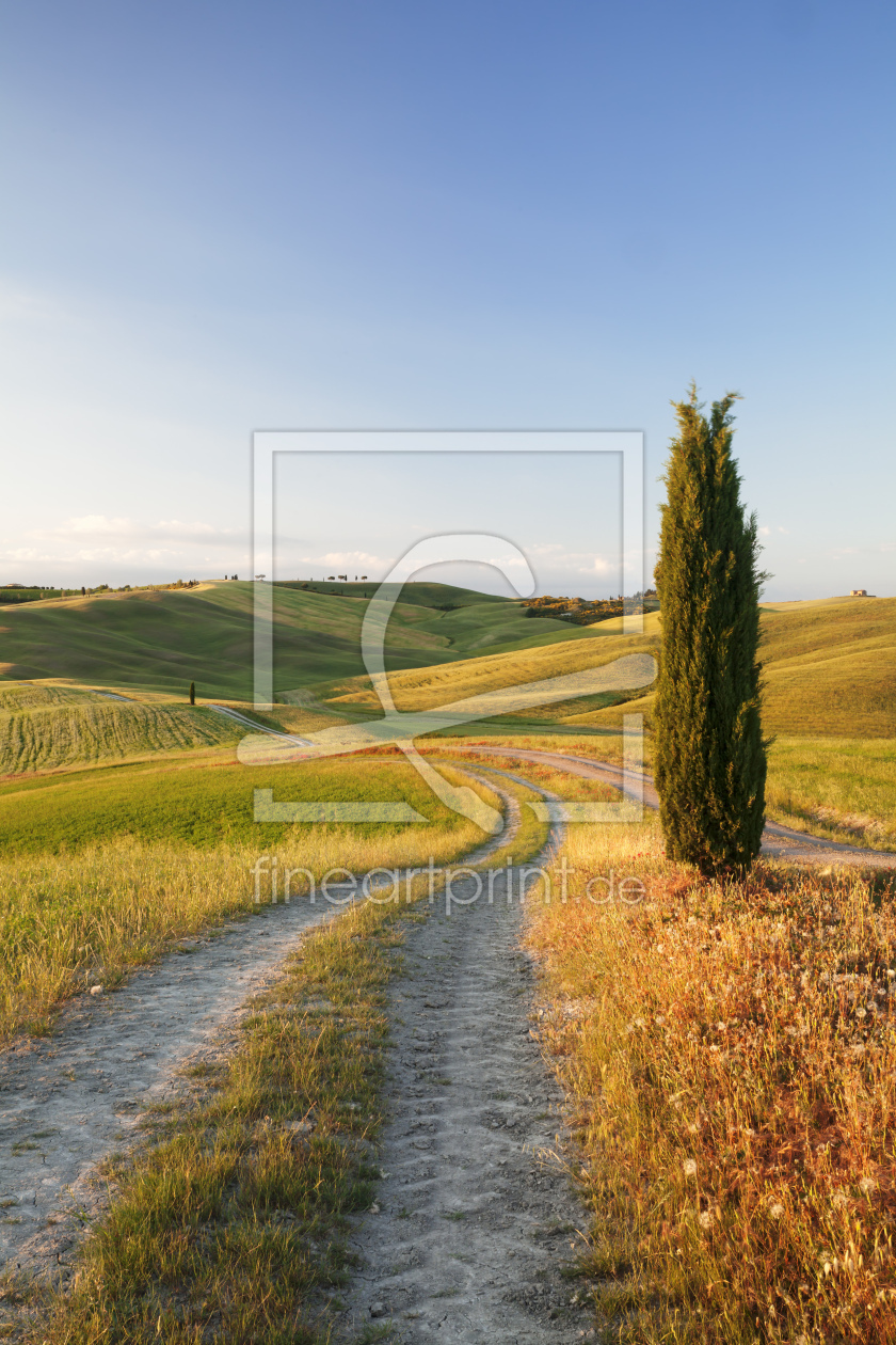 Bild-Nr.: 12456348 Toskanische Landschaft mit Zypresse erstellt von KundenNr-360966