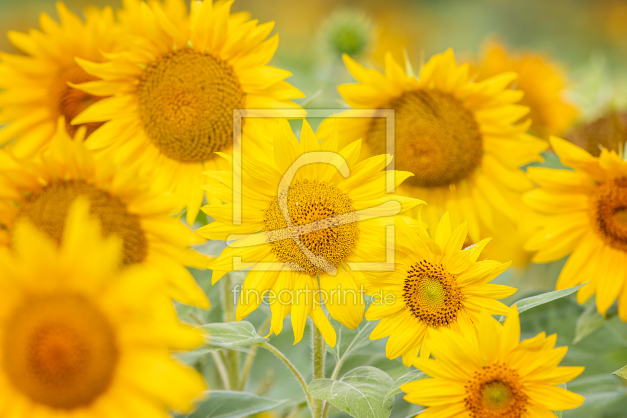 Bild-Nr.: 12468002 Sonnenblumen erstellt von FotoDeHRO