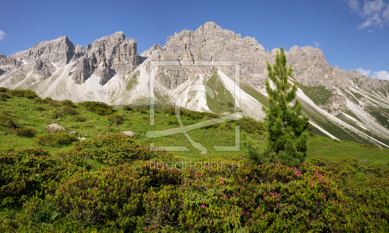 Bild-Nr.: 12469472 Alpenrosen im Hochgebirge erstellt von wompus