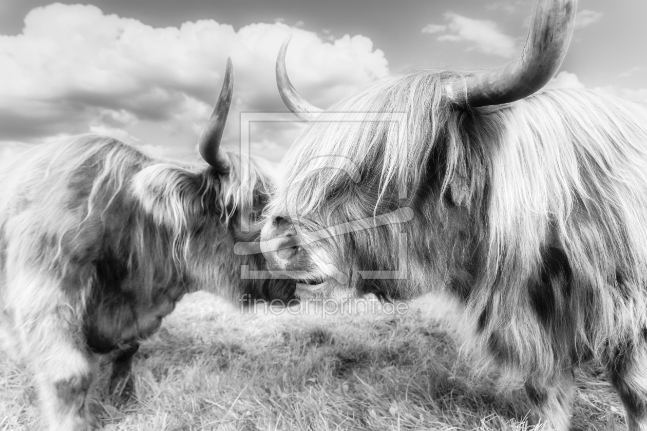 Bild-Nr.: 12473693 Zwei schottische Hochlandrinder erstellt von Daniela Beyer