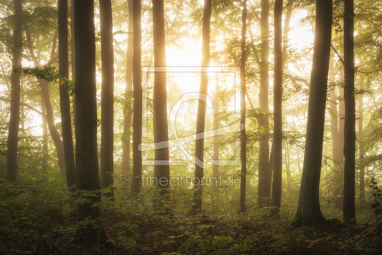 Bild-Nr.: 12479224 Morgensonne im Wald erstellt von luxpediation