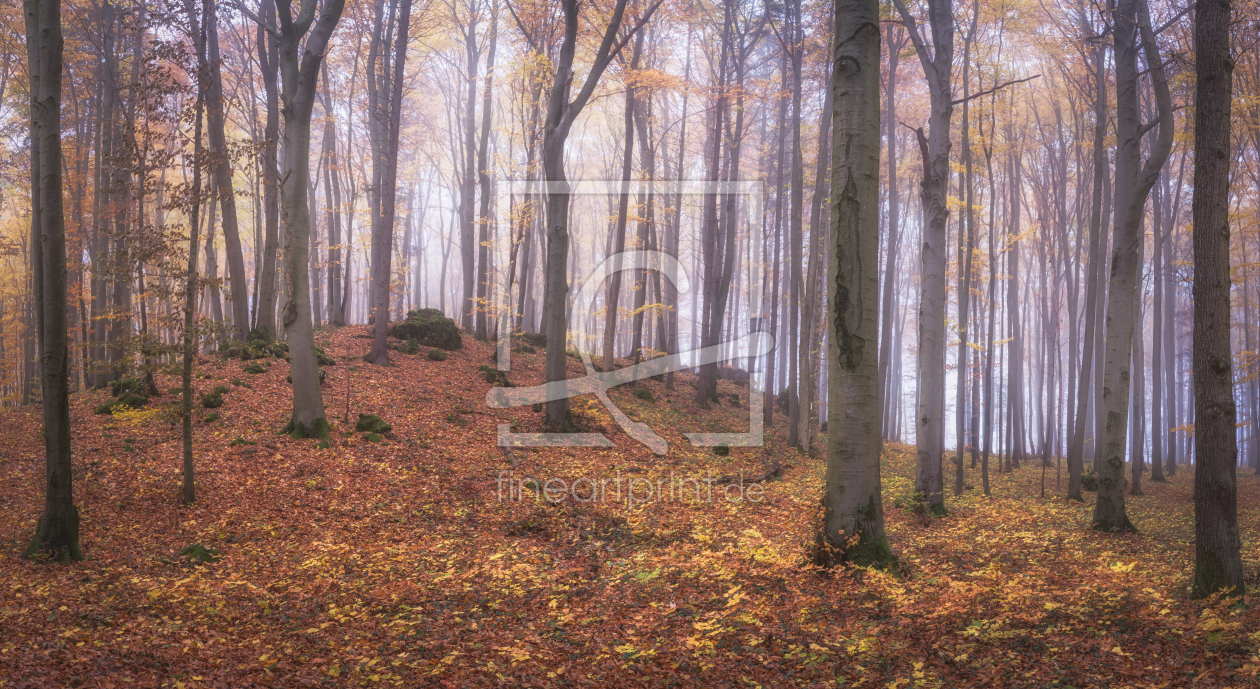 Bild-Nr.: 12483300 Herbstwald Idylle erstellt von luxpediation