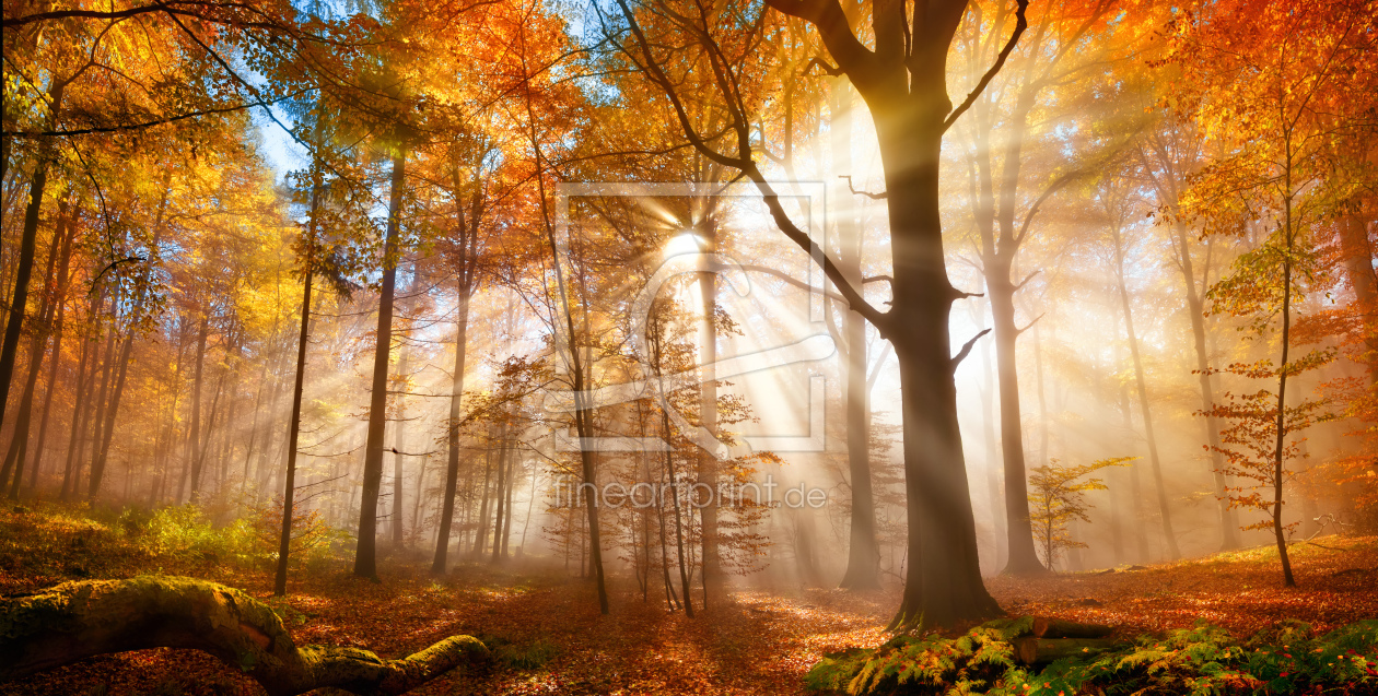 Bild-Nr.: 12485443 Goldener Wald im Herbst erstellt von Smileus