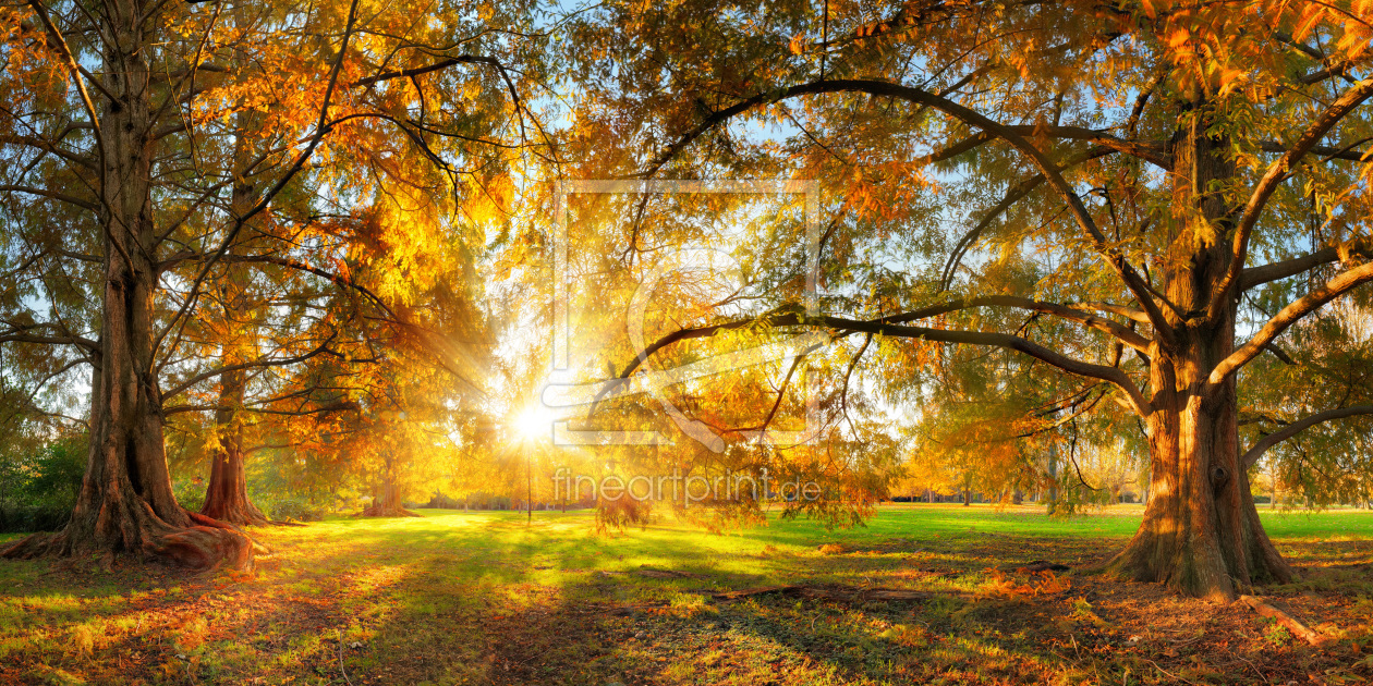 Bild-Nr.: 12485559 Prächtige Herbstbäume im Park erstellt von Smileus