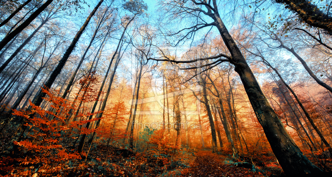 Bild-Nr.: 12485560 Herbstszene mit beleuchteten roten Bäumen erstellt von Smileus