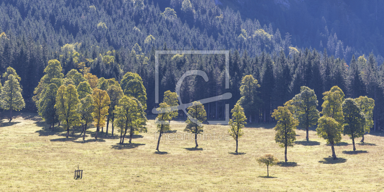 Bild-Nr.: 12503455 Ahornbäume im Risstal erstellt von Walter G. Allgöwer