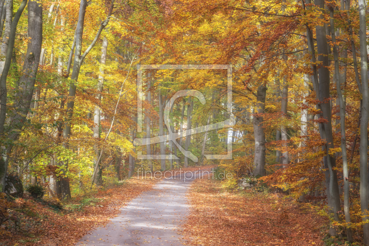 Bild-Nr.: 12503652 Sonniger Herbstwald erstellt von luxpediation