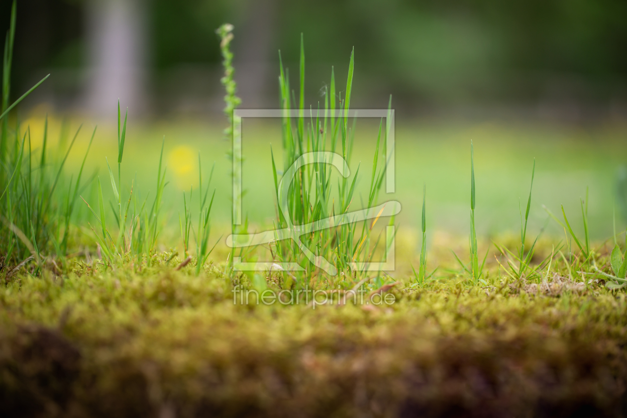 Bild-Nr.: 12505103 Nahaufnahme von wachsendem Gras erstellt von SandraFotodesign