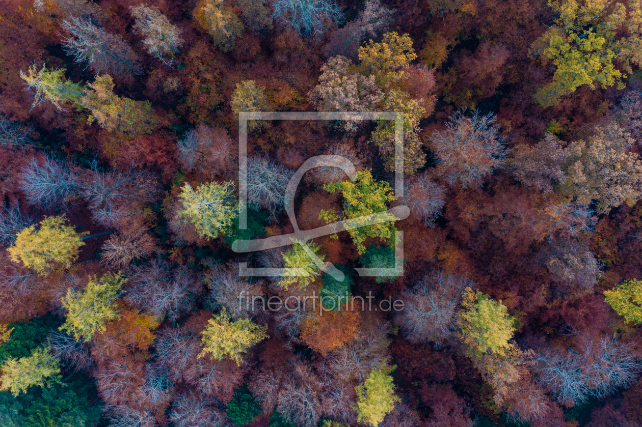Bild-Nr.: 12505413 Laubwald im Herbst erstellt von dieterich