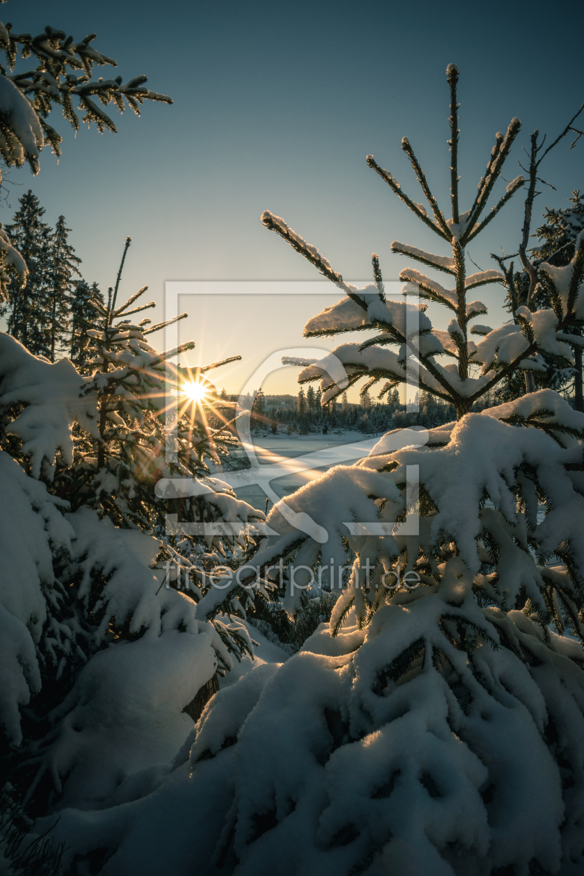 Bild-Nr.: 12537529 Sonne Schnee und Fichten erstellt von Steffen Henze