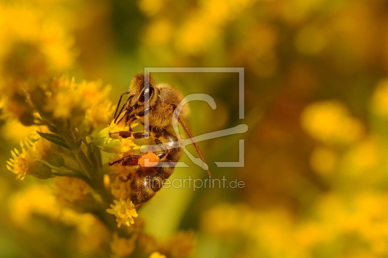 Bild-Nr.: 12540853 Honigbiene erstellt von Ostfriese