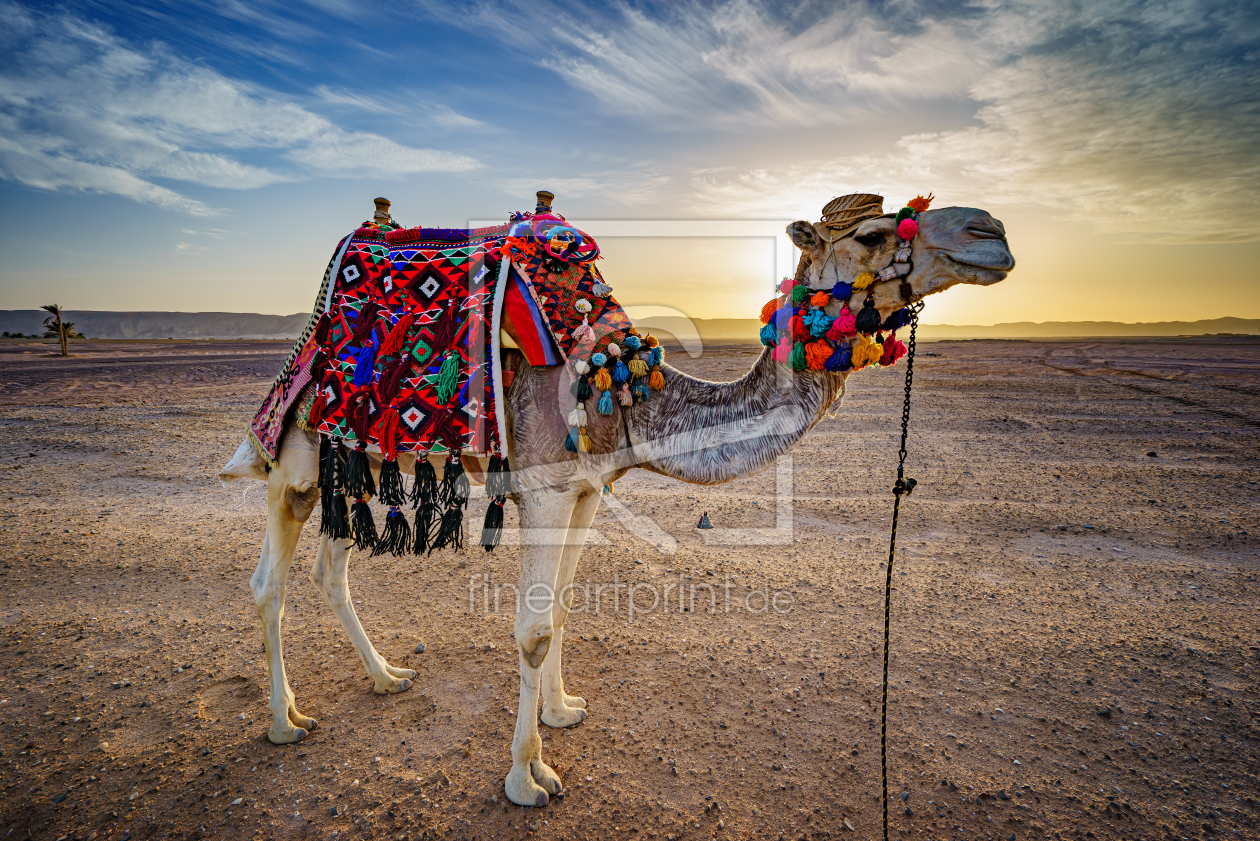 Bild-Nr.: 12583841 Lonesome Camel erstellt von FotoDeHRO