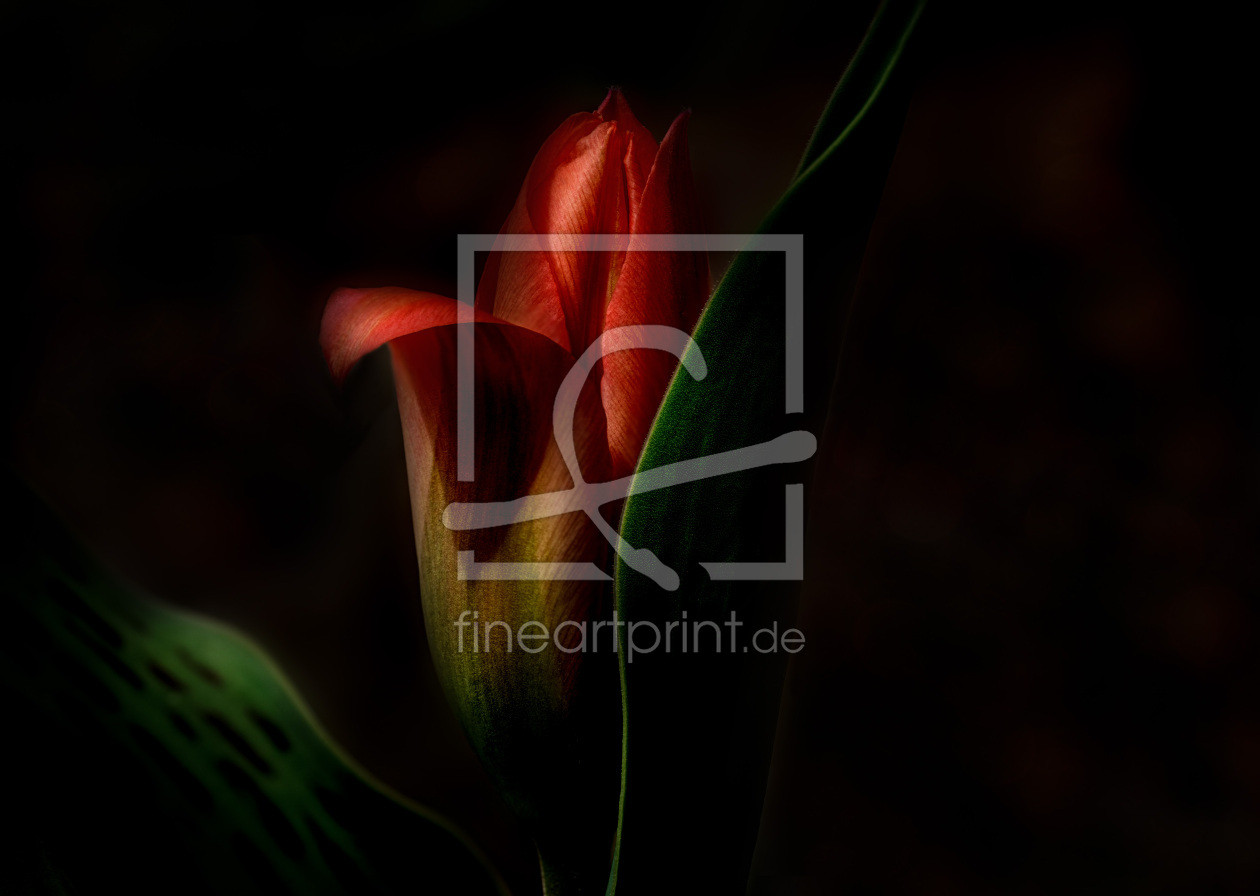 Bild-Nr.: 12587075 Tulpe im Dunkeln erstellt von agilekna
