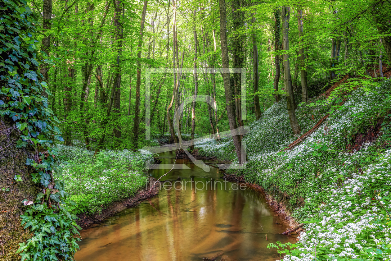 Bild-Nr.: 12592581 Waldbaden mit Aromatherapie erstellt von Thomas Herzog