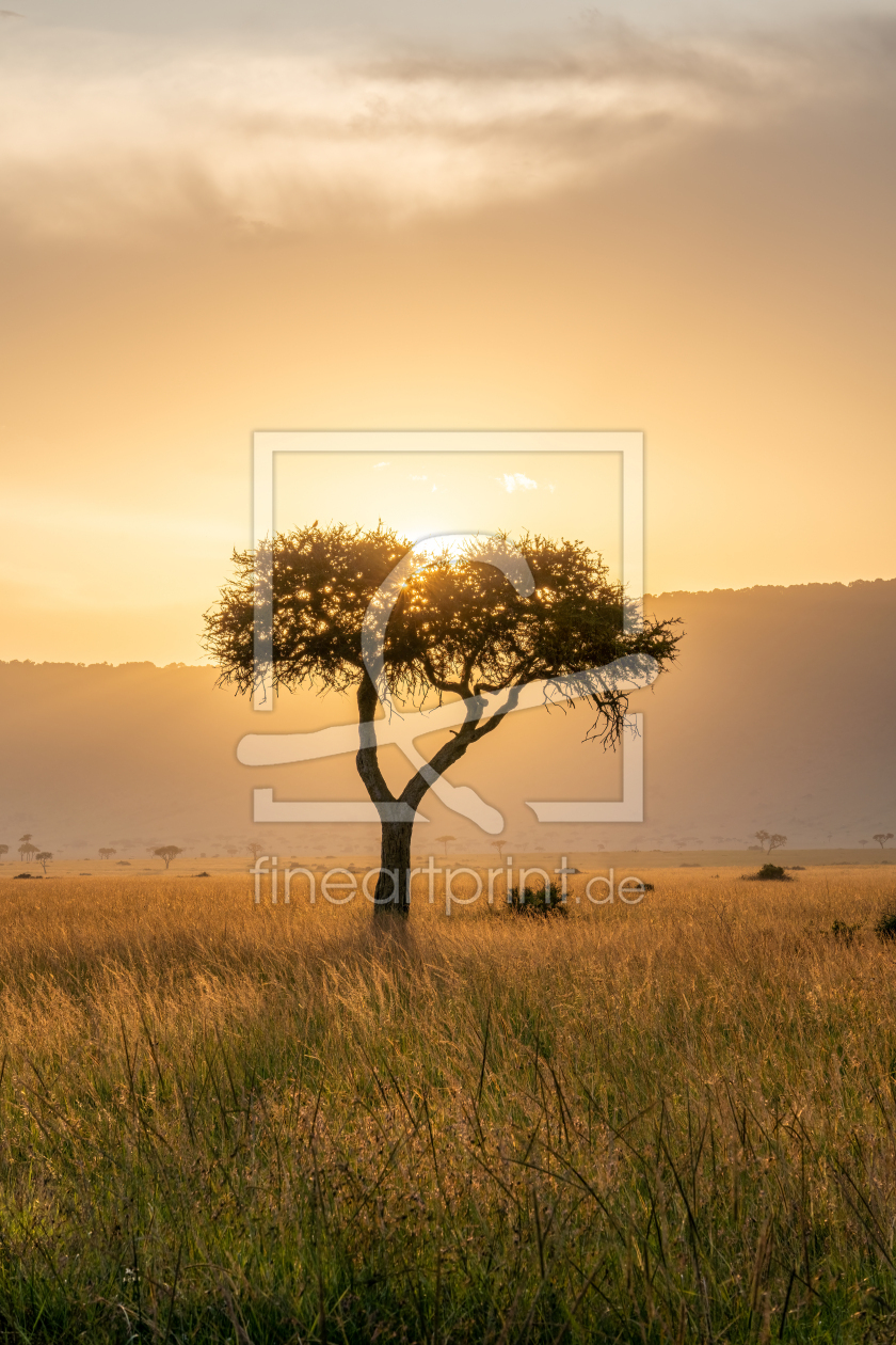 Bild-Nr.: 12605161 Akazienbaum bei Sonnenuntergang erstellt von eyetronic