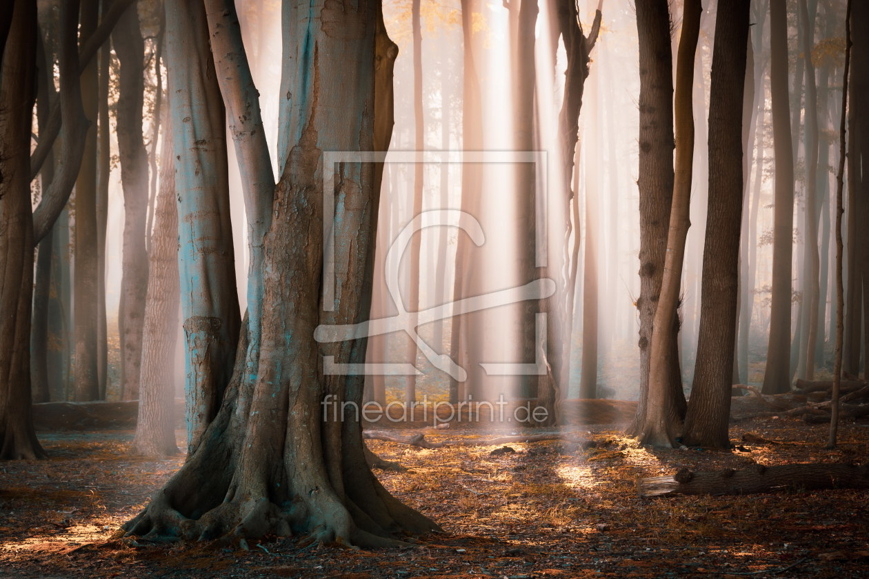 Bild-Nr.: 12617305 Wald im Herbstlicht erstellt von Martin Wasilewski