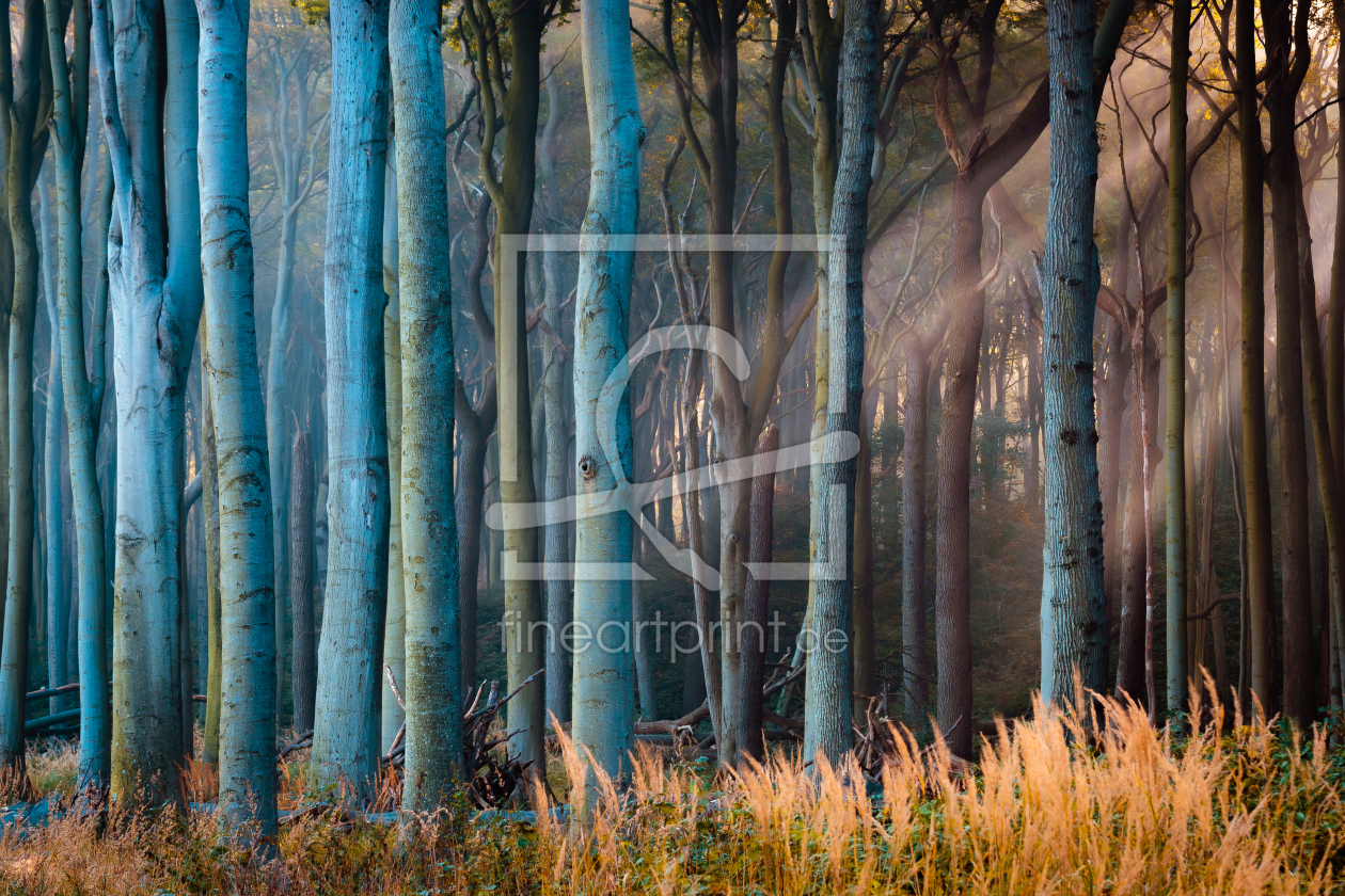 Bild-Nr.: 12617400 Herbst im Gespensterwald erstellt von Martin Wasilewski