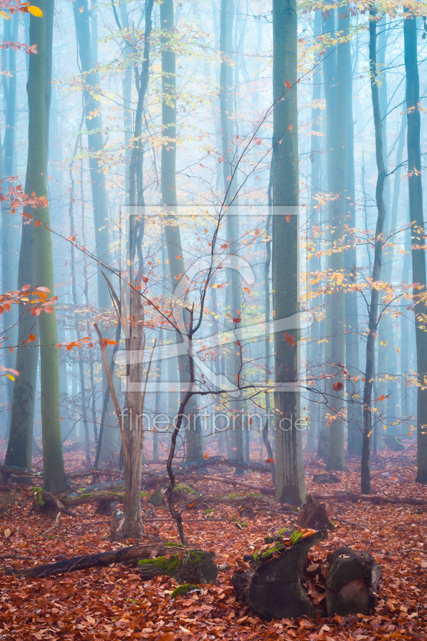 Bild-Nr.: 12623870 Herbststimmung im Wald erstellt von Martin Wasilewski