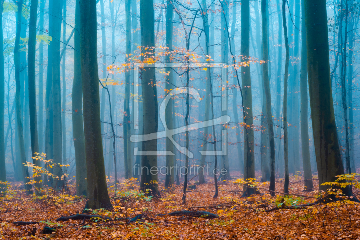Bild-Nr.: 12623874 Nebelwald im Harz erstellt von Martin Wasilewski