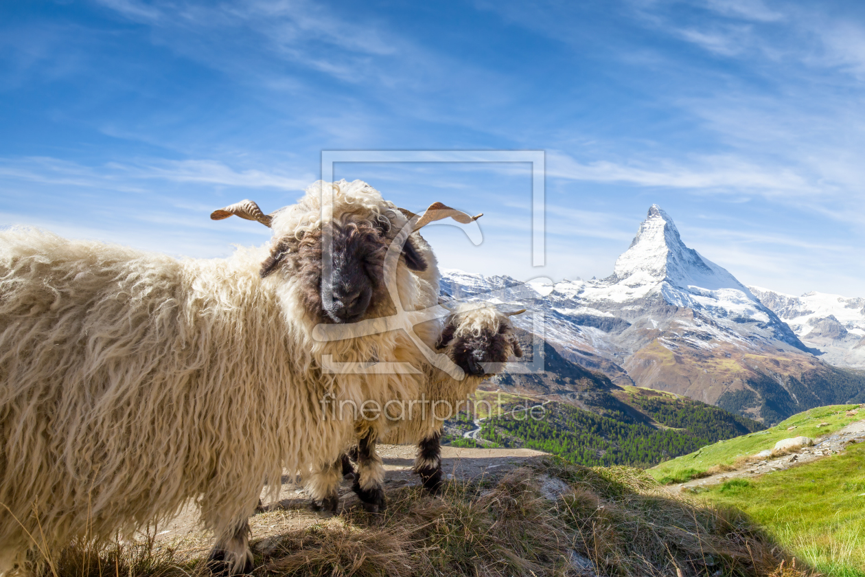 Bild-Nr.: 12625681 Walliser Schwarznasenschaf vor dem Matterhorn erstellt von eyetronic