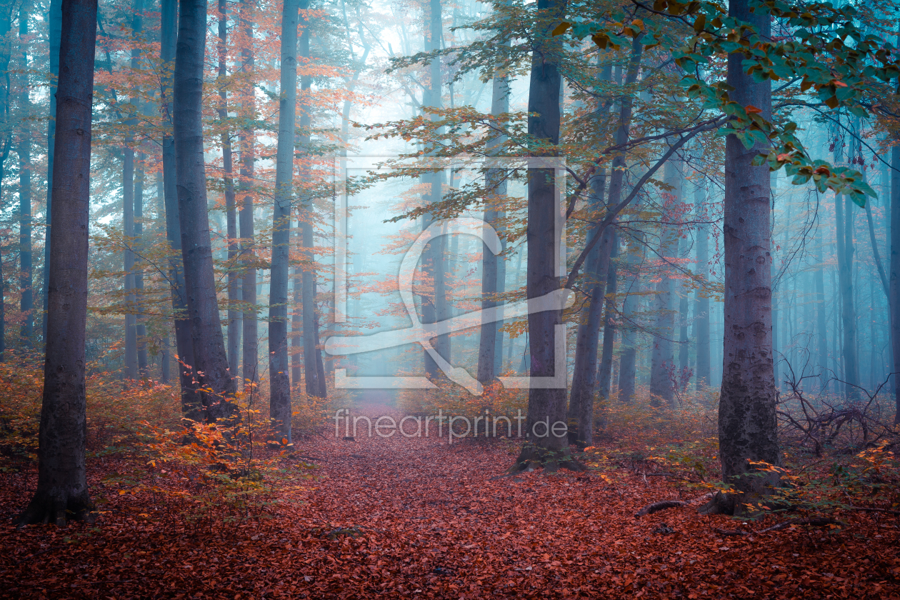Bild-Nr.: 12626014 Herbst im Wald erstellt von Martin Wasilewski