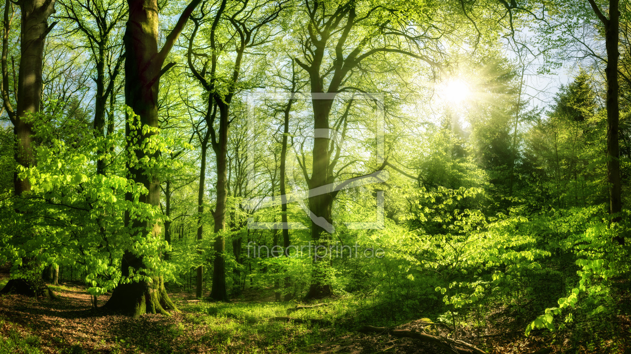 Bild-Nr.: 12626540 GrÃ¼ner Wald im Sonnenlicht erstellt von Smileus