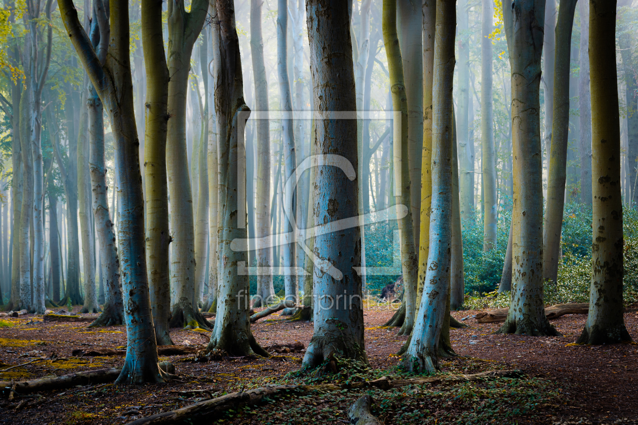 Bild-Nr.: 12627298 Herbstmorgen im Wald erstellt von Martin Wasilewski