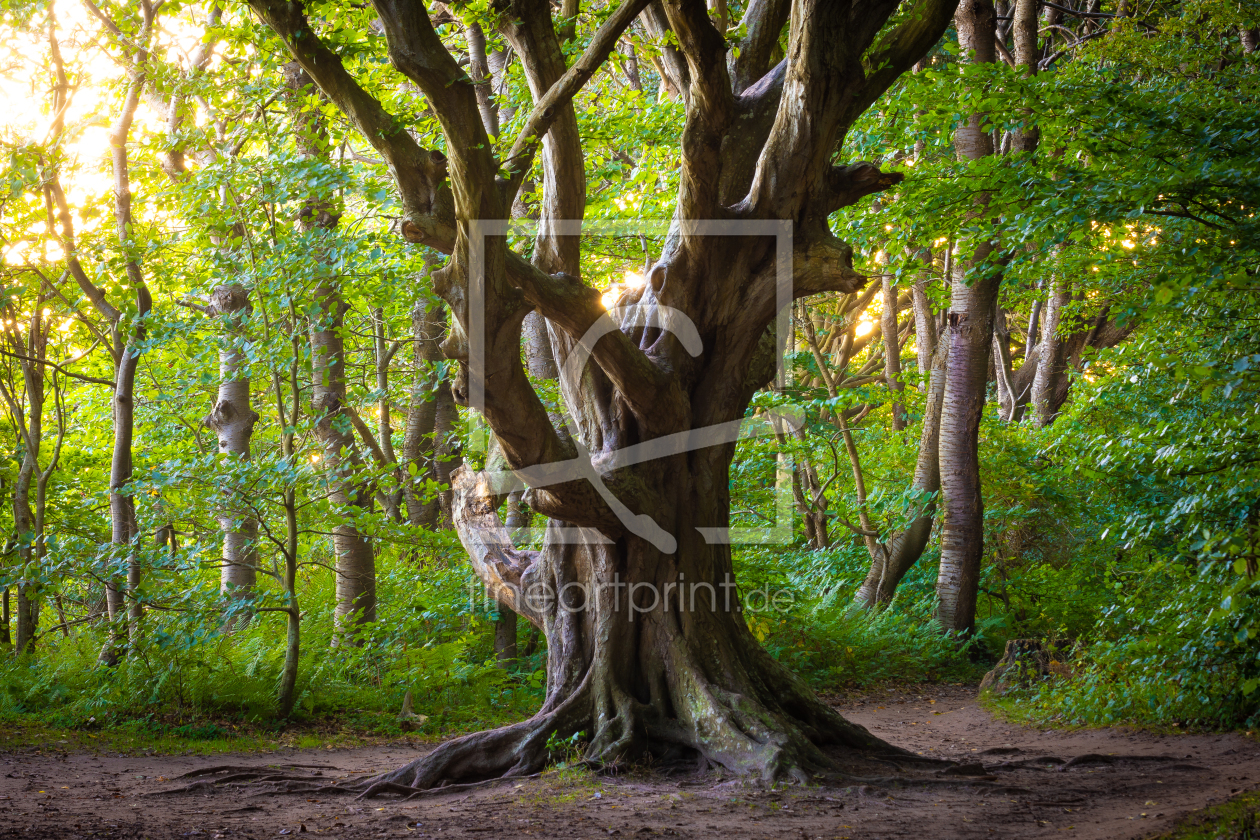 Bild-Nr.: 12627666 Alter Baum auf Insel RÃ¼gen erstellt von Martin Wasilewski