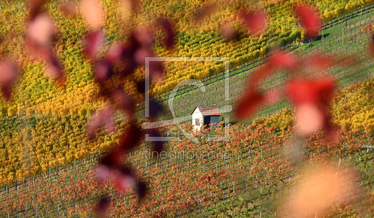 Bild-Nr.: 12628497 Herbst in den Weinbergen erstellt von GUGIGEI
