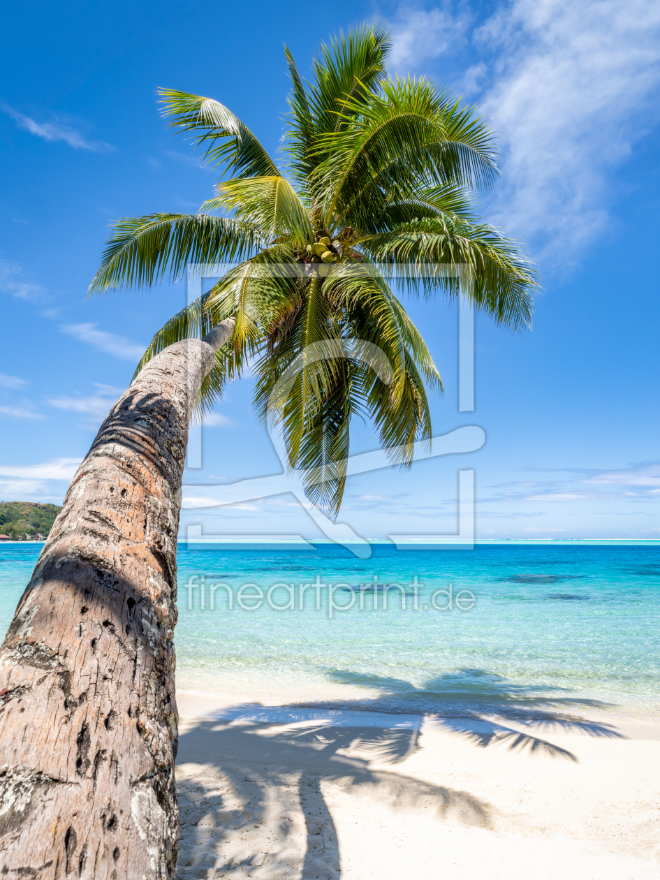 Bild-Nr.: 12628837 Kokospalme am Strand erstellt von eyetronic