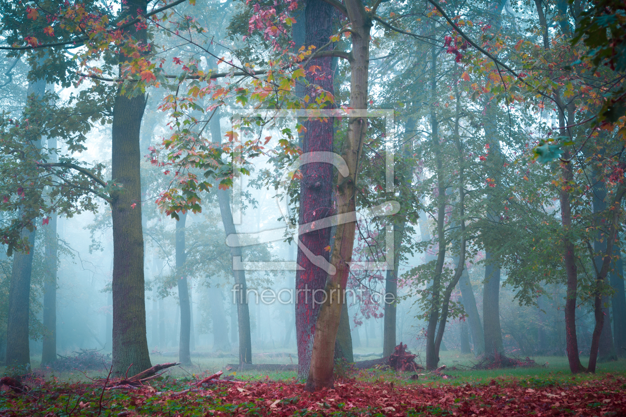 Bild-Nr.: 12629061 Herbst im Wald erstellt von Martin Wasilewski