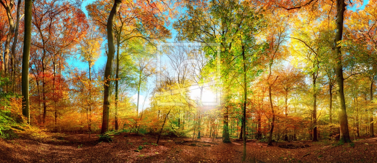 Bild-Nr.: 12629770 Buntes Waldpanorama im Herbst erstellt von Smileus