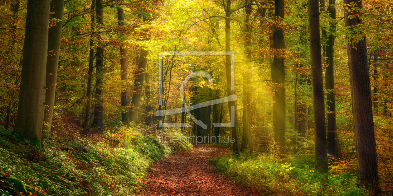 Bild-Nr.: 12629793 Lichtstrahlen in einem nebligen Herbstwald erstellt von Smileus