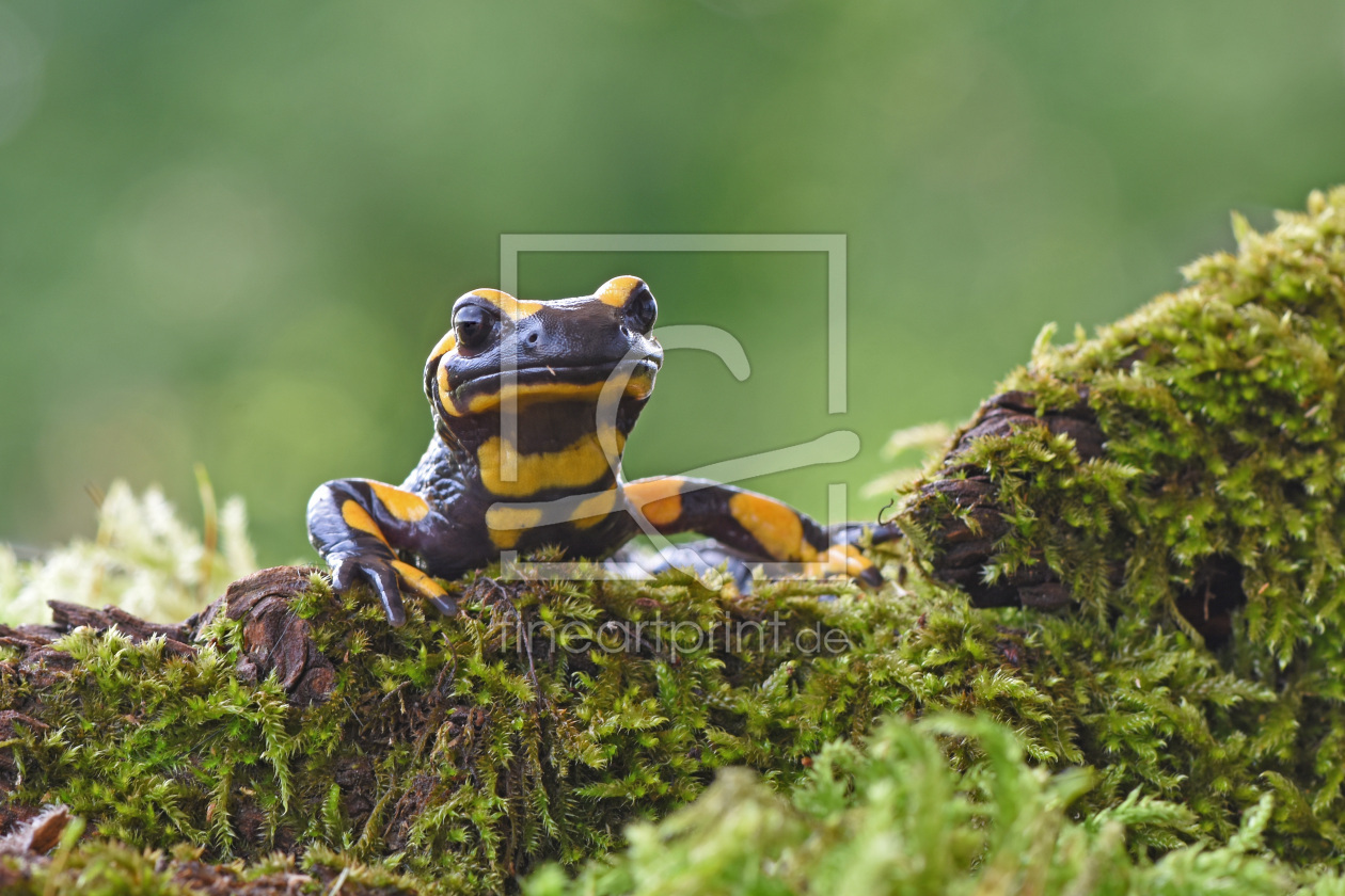 Bild-Nr.: 12631310 Salamander erstellt von GUGIGEI