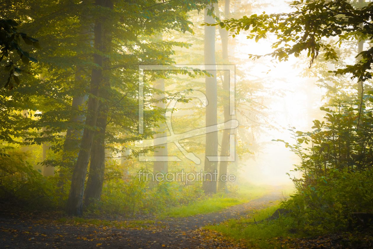 Bild-Nr.: 12631973 Nebel im Herbstwald erstellt von Martin Wasilewski