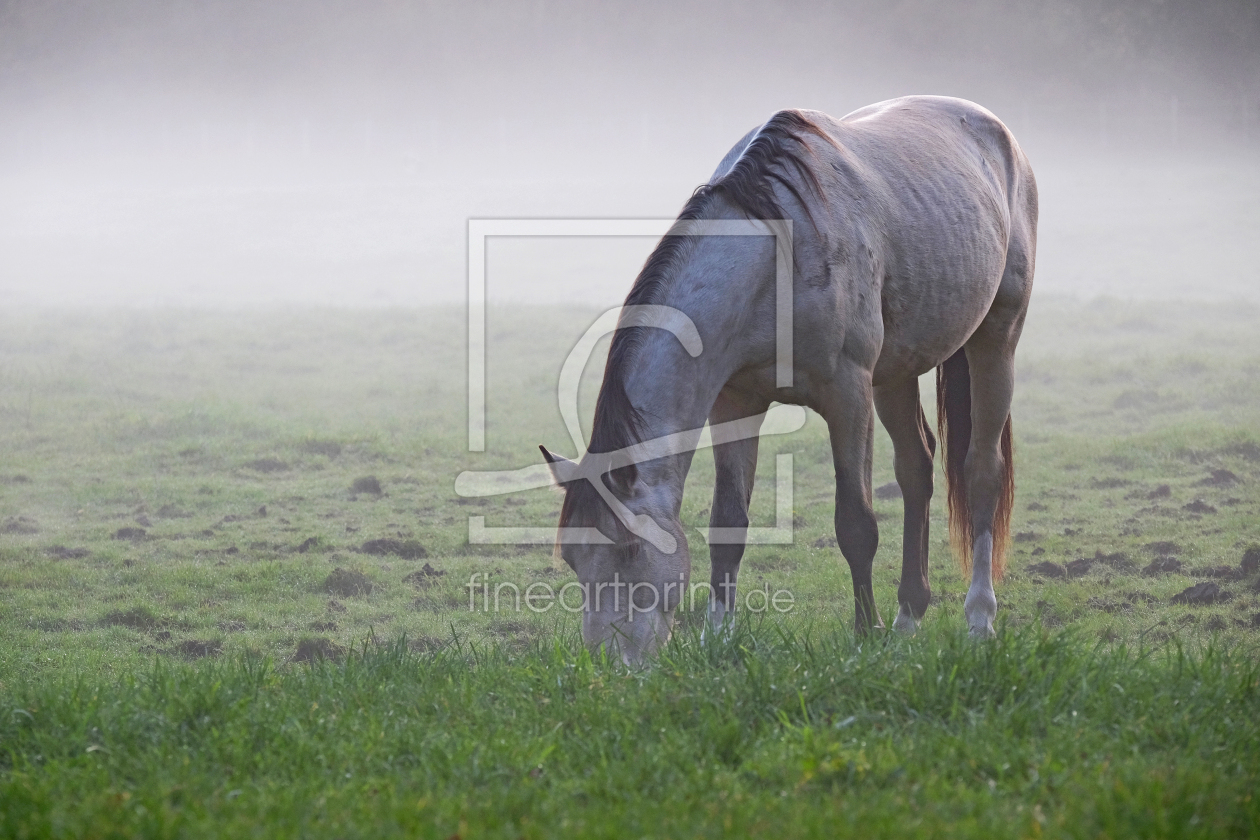Bild-Nr.: 12643052 Pferd im Nebel erstellt von Ostfriese