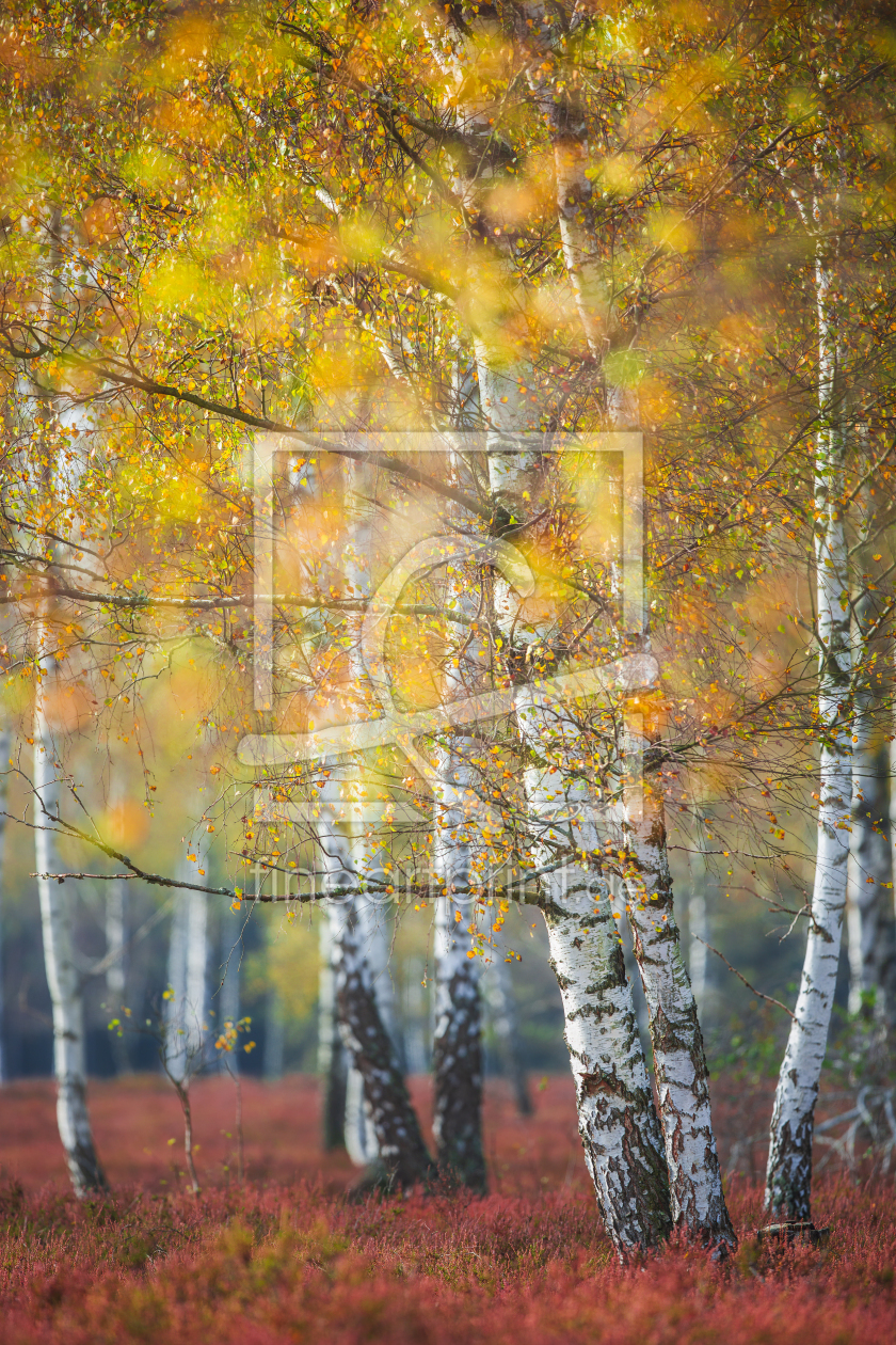 Bild-Nr.: 12645226 BirkenwÃ¤ldchen im Herbst erstellt von Daniela Beyer
