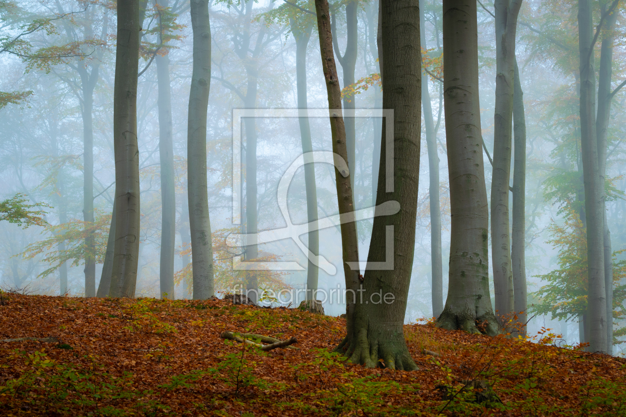 Bild-Nr.: 12645643 Nebel im Wald erstellt von Martin Wasilewski