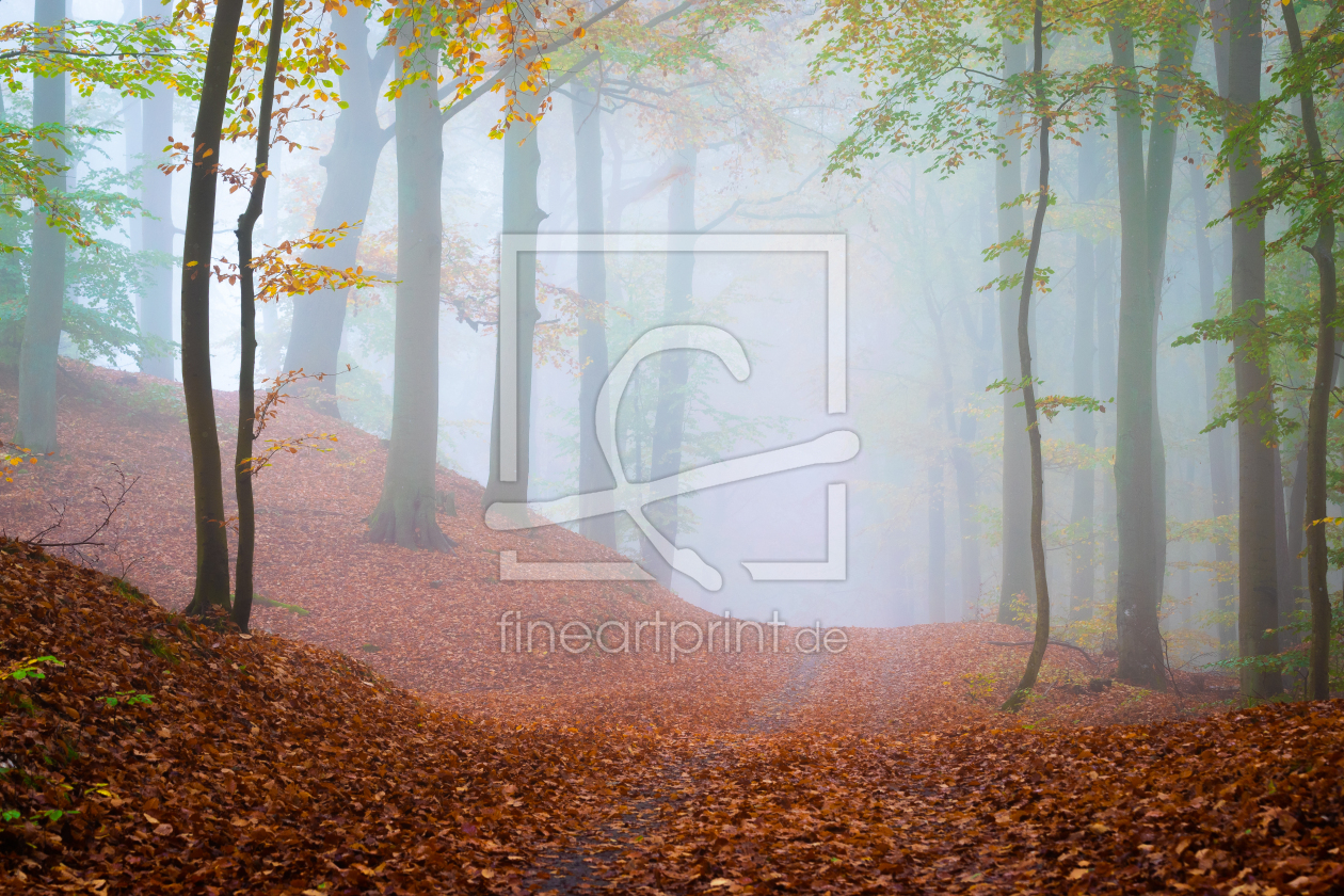 Bild-Nr.: 12646370 Waldweg im Herbst erstellt von Martin Wasilewski