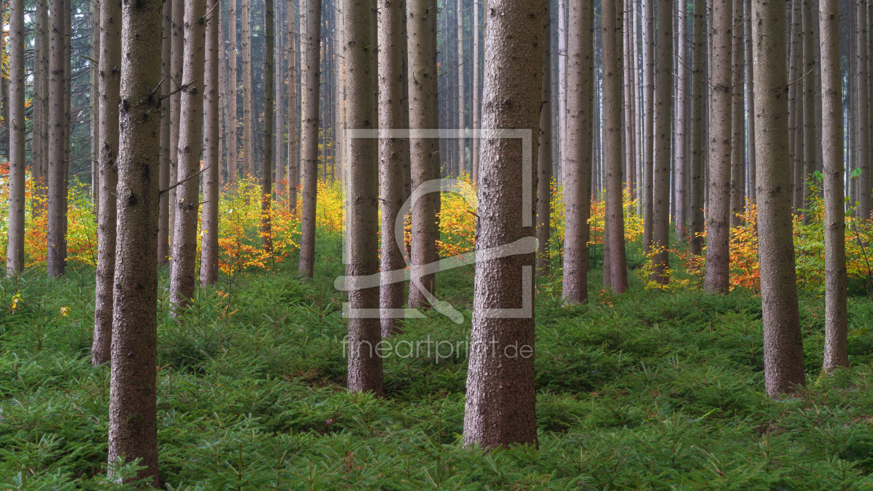 Bild-Nr.: 12647178 NadelbÃ¤ume im Wald mit Herbstfarben und Nebel erstellt von Pahmeier-Photography