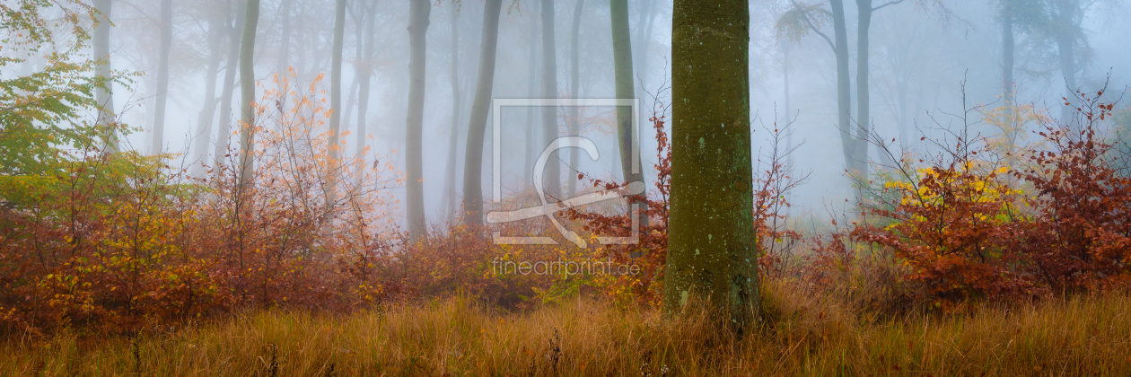 Bild-Nr.: 12647315 Buchenwald im Nebel erstellt von Martin Martin Wasilewski
