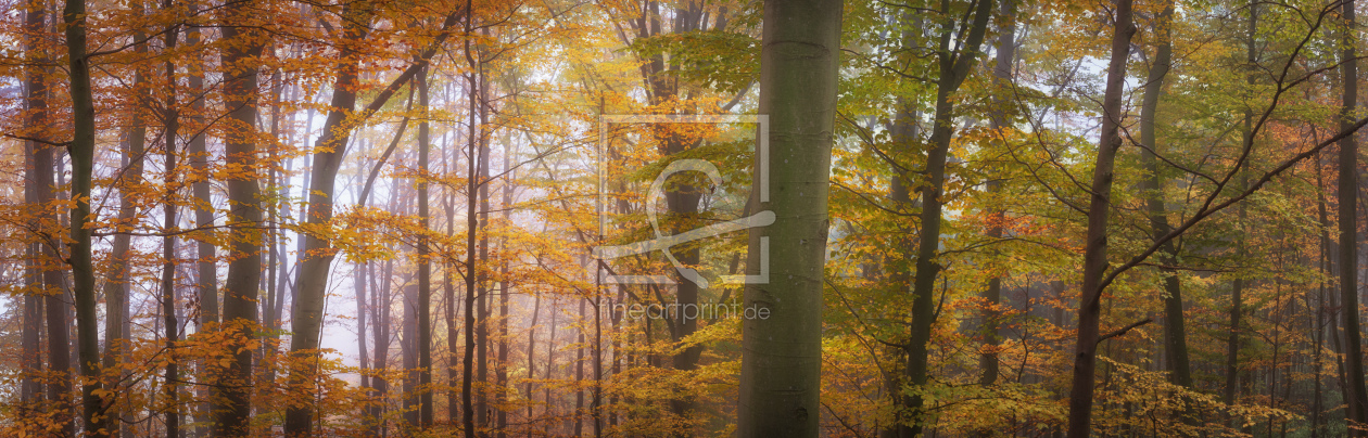 Bild-Nr.: 12648988 Herbstfarben im Wald erstellt von luxpediation