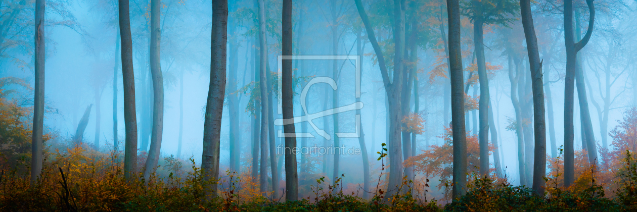 Bild-Nr.: 12649052 Herbst im Wald erstellt von Martin Wasilewski
