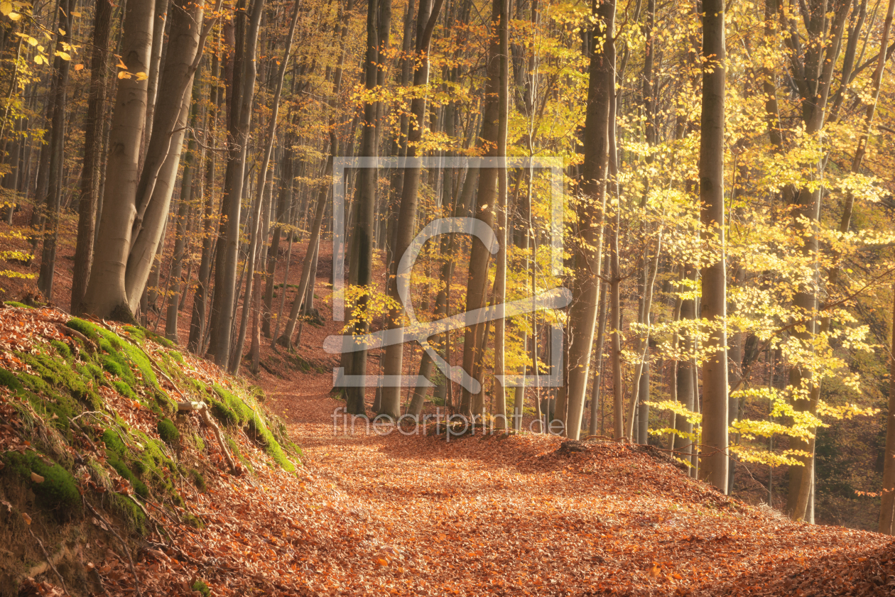 Bild-Nr.: 12651085 Sonnenlicht im Herbstwald erstellt von luxpediation
