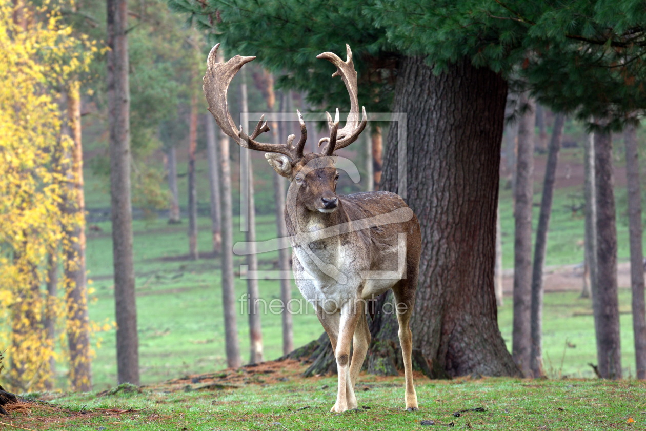 Bild-Nr.: 12675737 The King of the Forest erstellt von Bellavonte