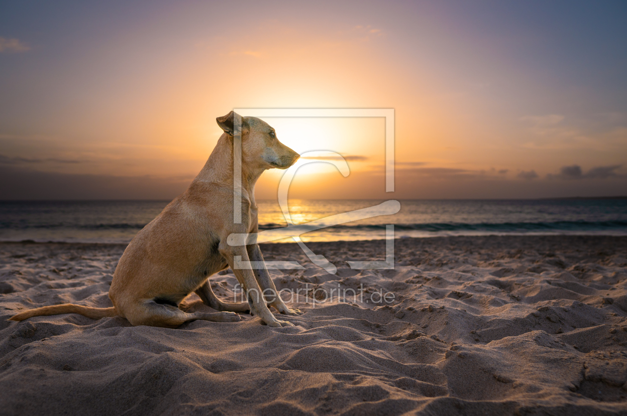 Bild-Nr.: 12684028 Hund sitzt am Strand bei Sonnenuntergang erstellt von raphotography88