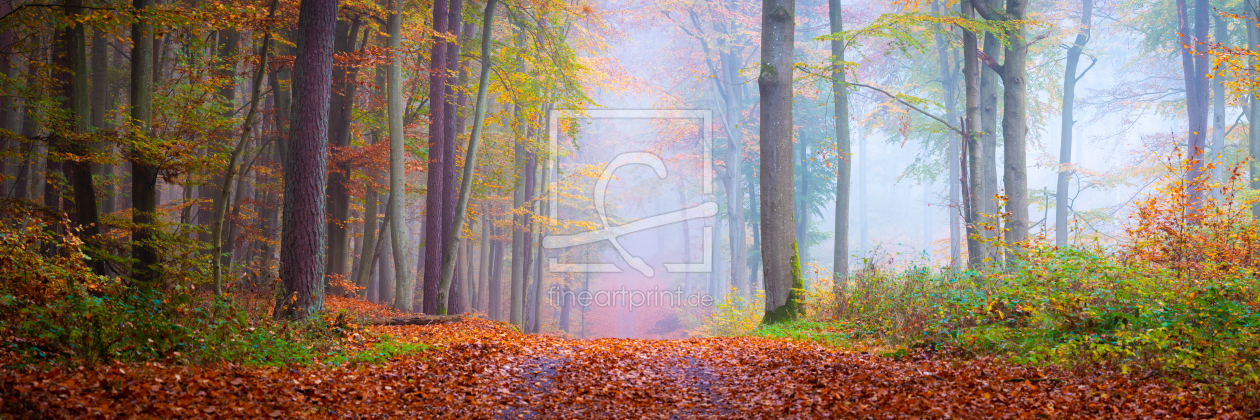 Bild-Nr.: 12687372 Waldspaziergang im Herbst erstellt von Martin Wasilewski