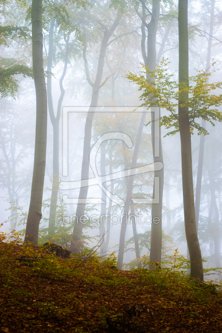 Bild-Nr.: 12689019 Nebel im Wald - Ãœckeritz auf Insel Usedom erstellt von Martin Wasilewski
