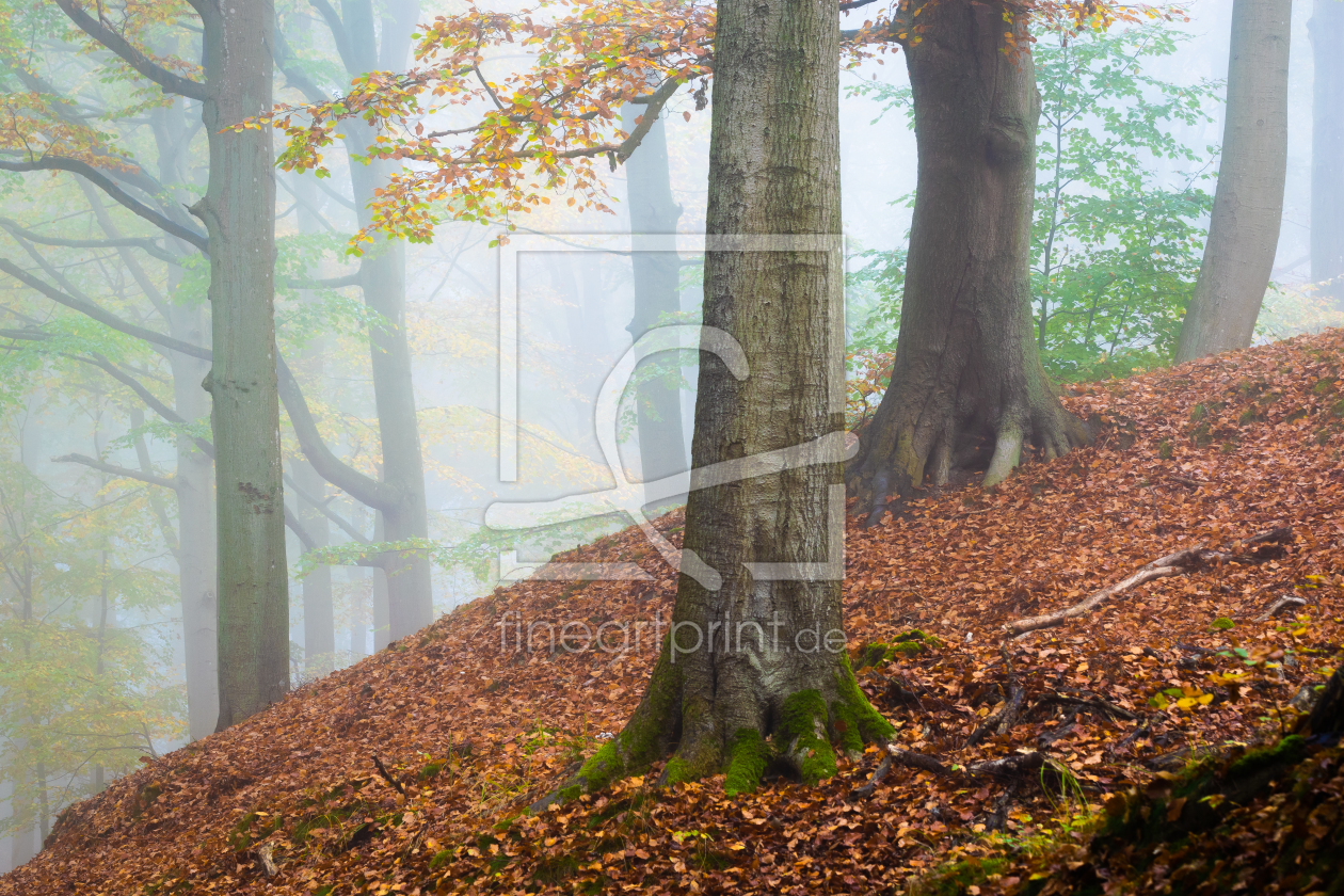Bild-Nr.: 12689020 Herbststimmung im Wald erstellt von Martin Wasilewski