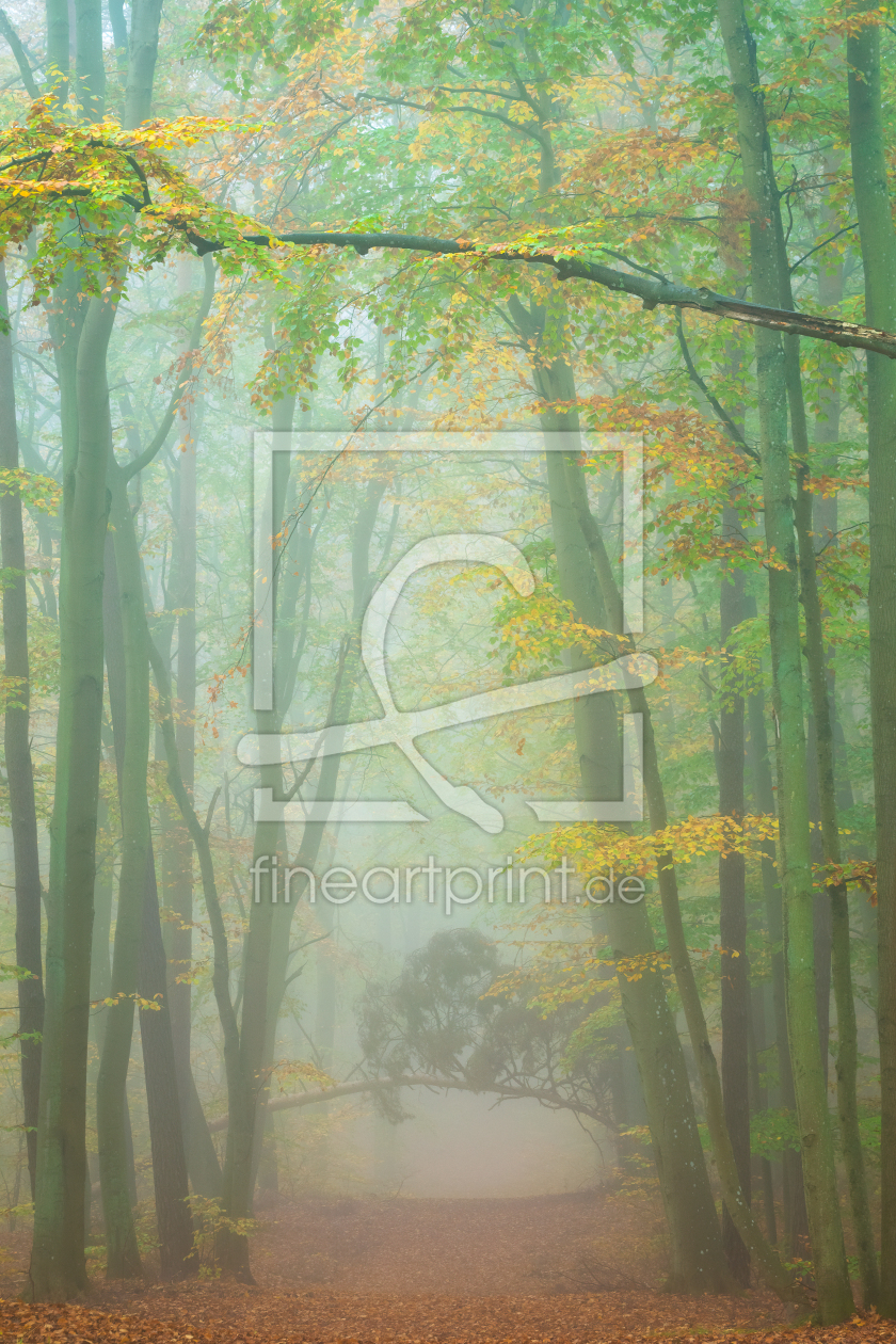 Bild-Nr.: 12689037 Waldspaziergang im Herbst erstellt von Martin Wasilewski